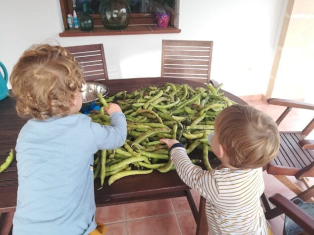 Imagen: 'Engrunament de faves'