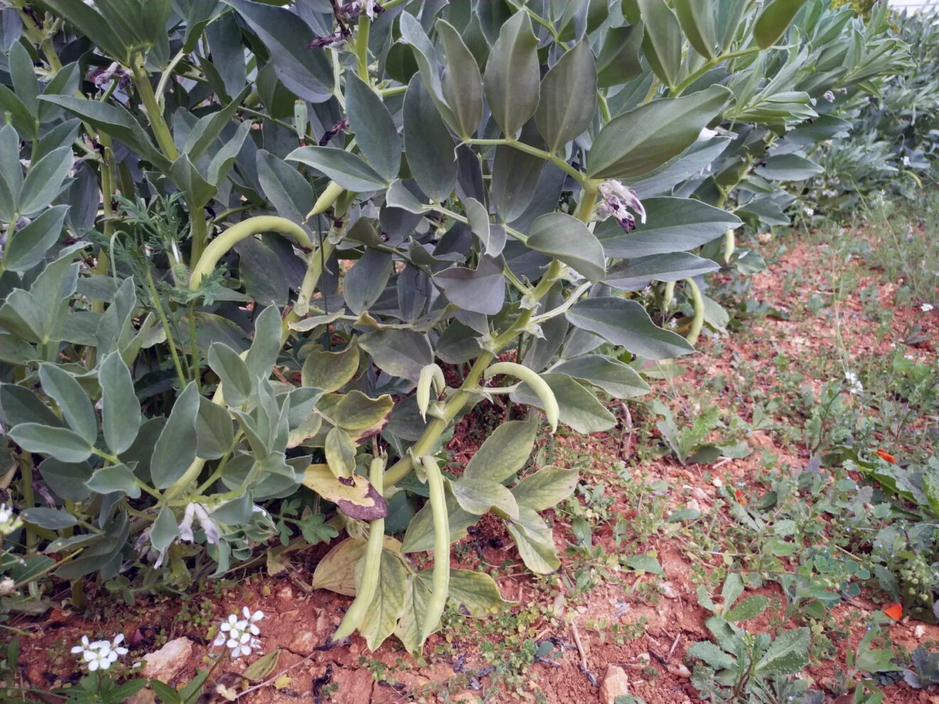 Producto agrícola