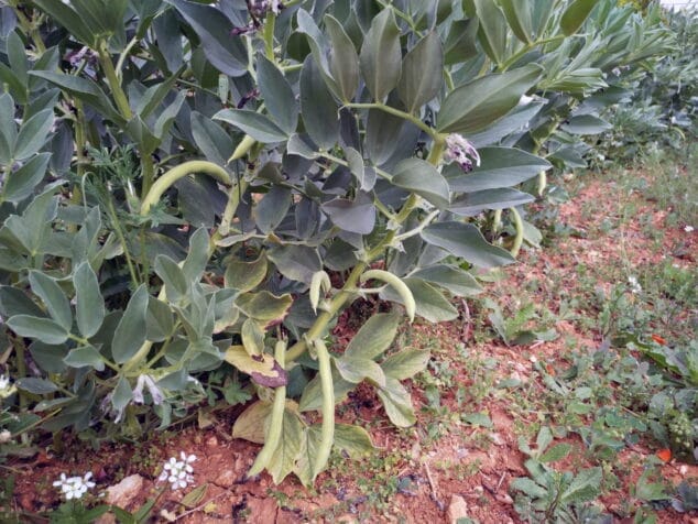 Imagen: Producto agrícola