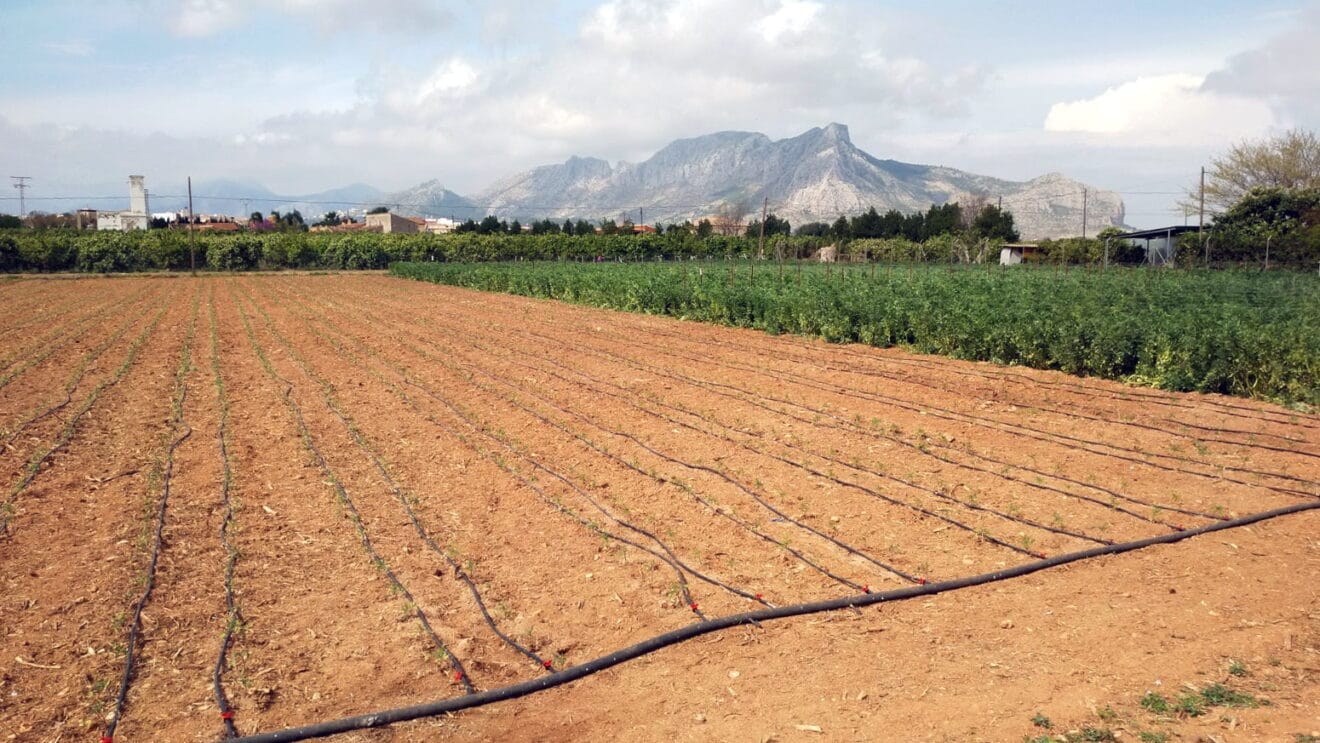 Un campo agrícola de la Marina Alta
