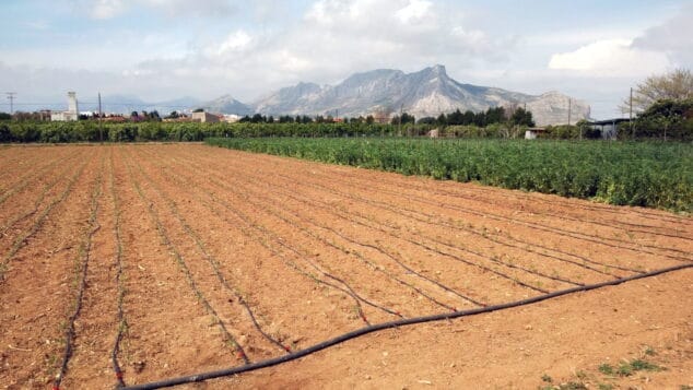 Imagen: Un campo agrícola de la Marina Alta