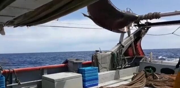 Imagen: Captura de un tiburón por el pesquero Cap Prim Segon de Xàbia
