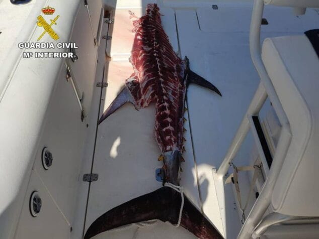 Imagen: Atún rojo intervenido