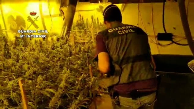 Imagen: Plantación de marihuana