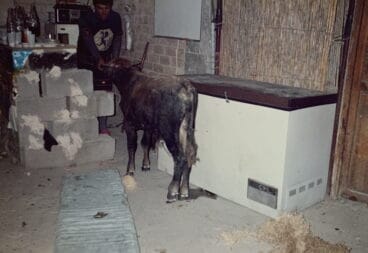 Jonegà en el casal de la Filà Ballesters Xàbia