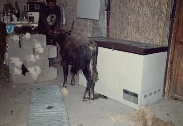 Jonegà en el casal de la Filà Ballesters Xàbia