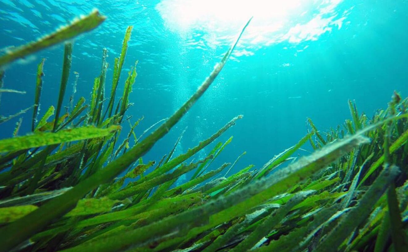 Fondo marino - Buceo Puerto Javea
