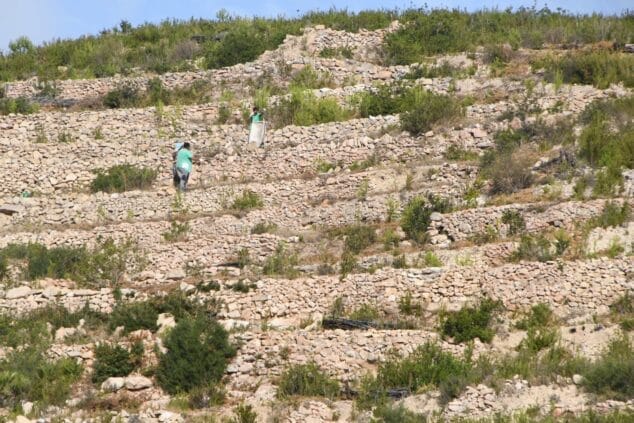 Imagen: Reforestación de la Granadella