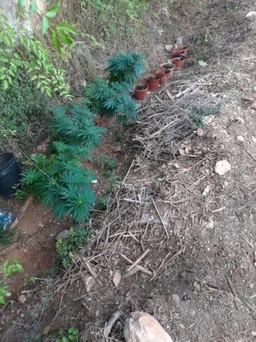 Huerto ilegal de marihuana en un barranco de Xàbia
