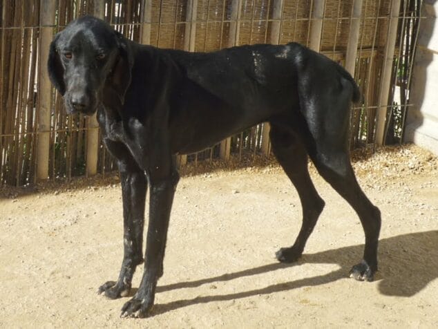 Imagen: Nina en las instalaciones de Apasa