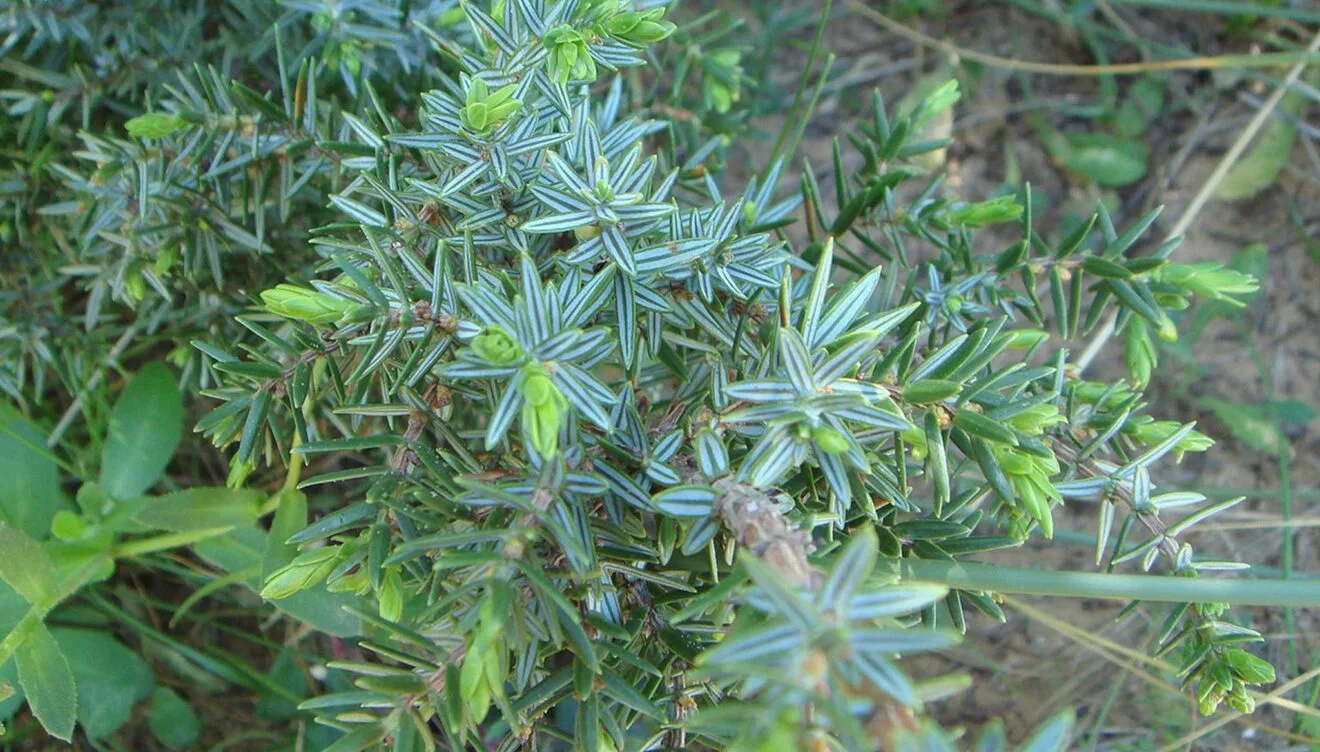 Enebro marino (Fuente: Wikipedia)