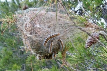 Procesionaria (Fuente: Wikimedia Commons)
