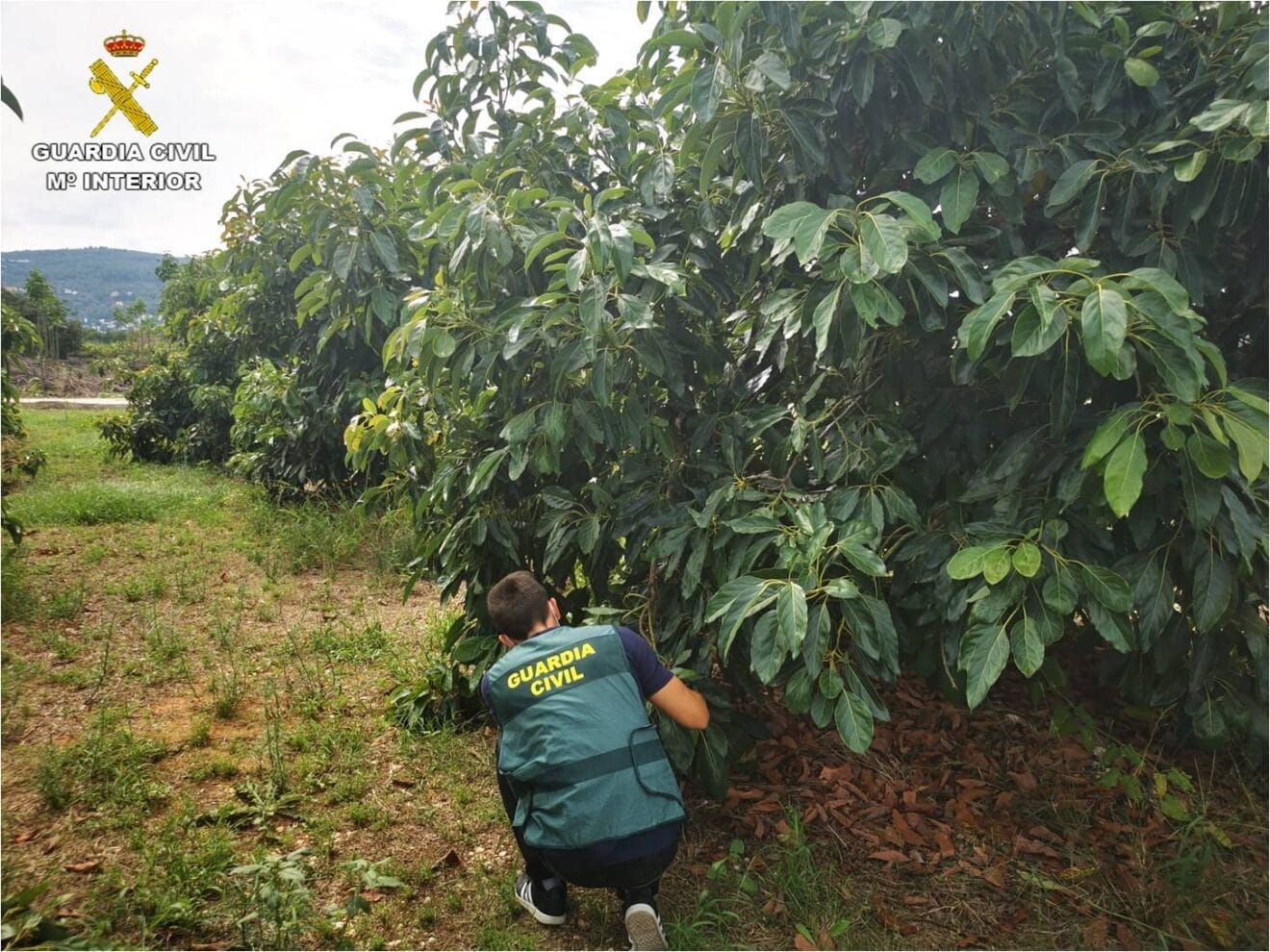 Campo de Aguacates