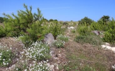 Flora del Cabo de San Antonio de Jávea