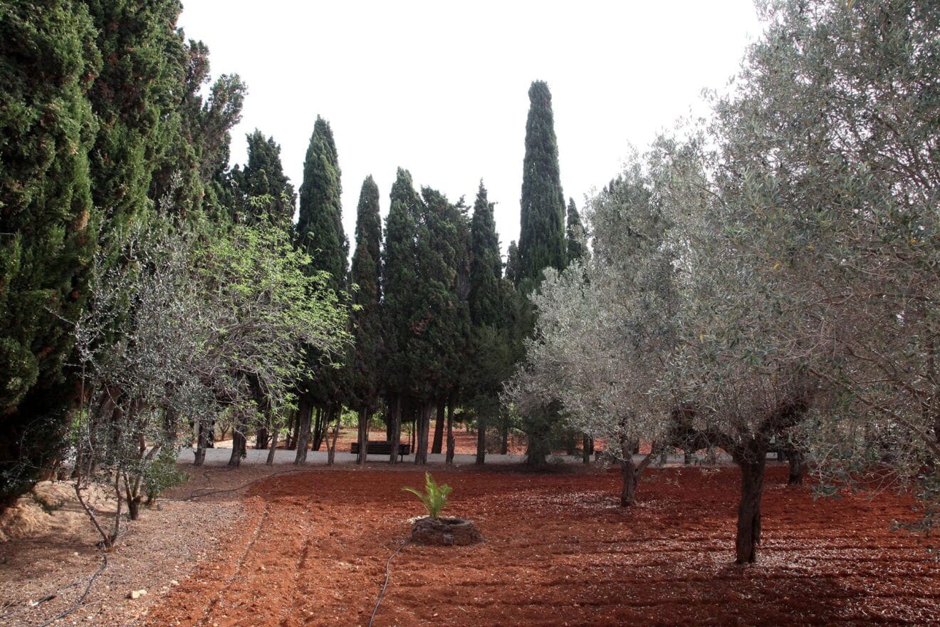Olivos y cipreses en el Monestir de la Plana de Xàbia