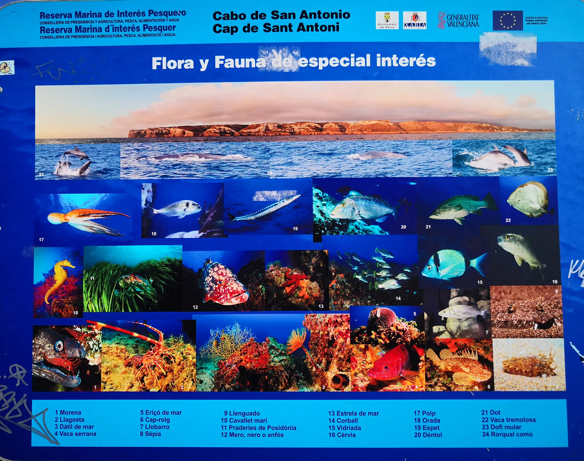 Panel sobre la flora y la fauna del Cabo de San Antonio de Jávea