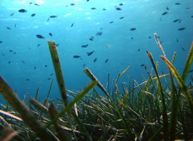 Imagen: Pradera de Posidonia