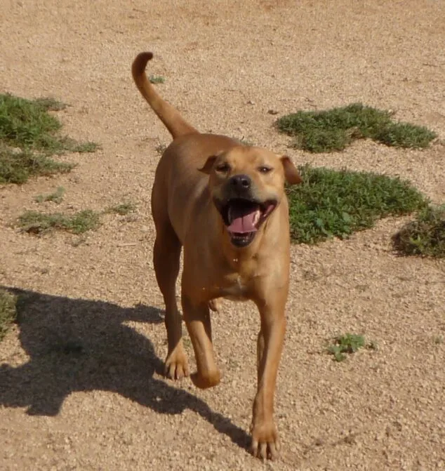 Imagen: Smiley en las instalaciones de APASA