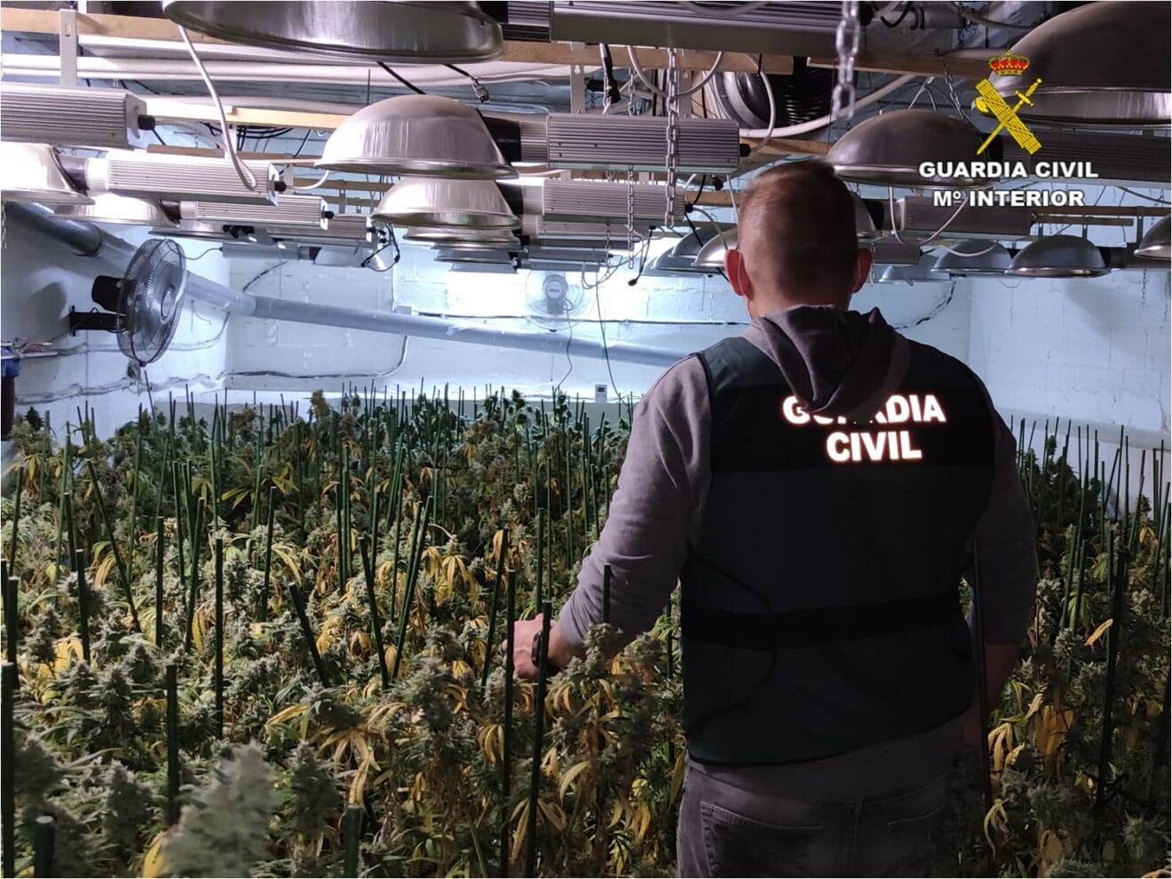 Desmantelan plantación marihuana