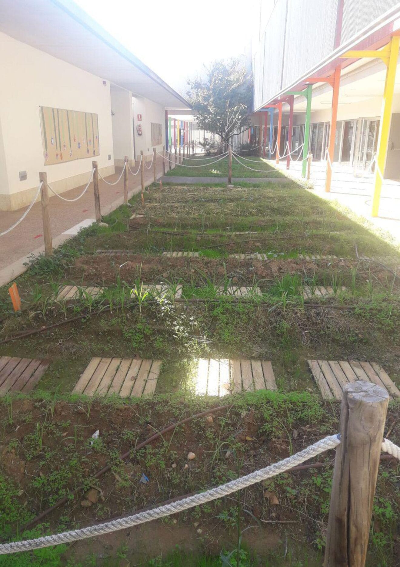 Huerto escolar del Colegio L'Arenal de Xàbia