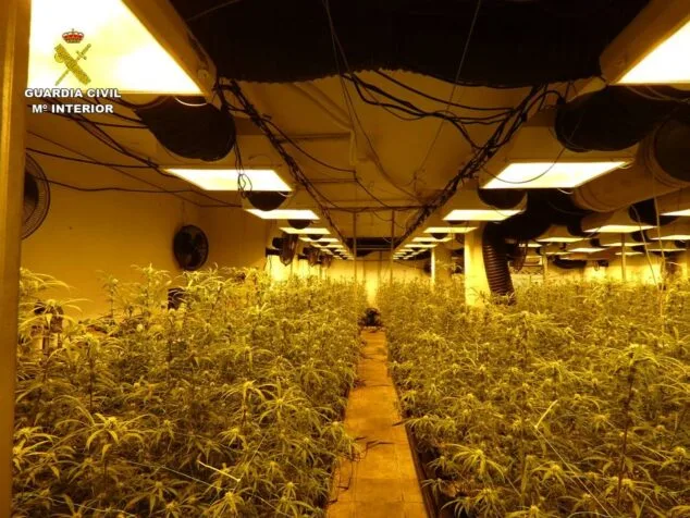 Imagen: Plantación de marihuana indoor desmantelada en Pego