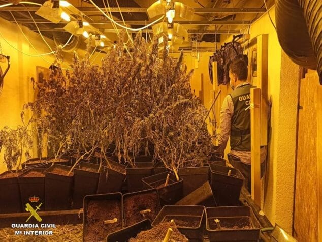 Imagen: Los agentes incautaron más de mil plantas