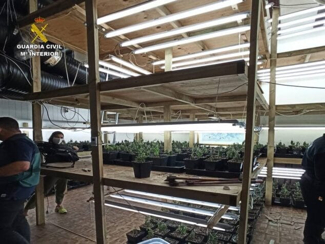 Imagen: Desmantelan una plantación indoor de marihuana en Xàbia