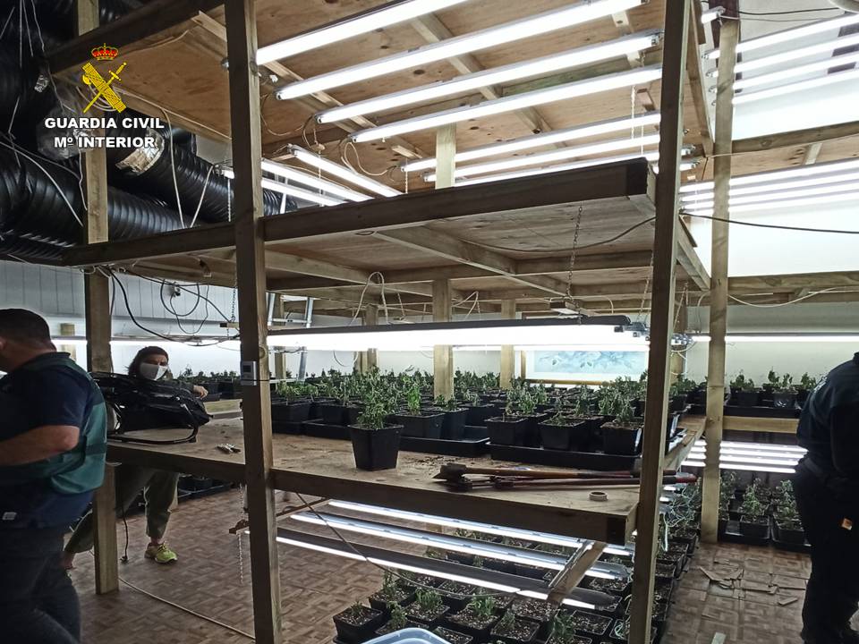 Desmantelan una plantación indoor de marihuana en Xàbia