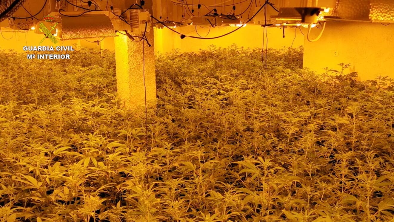 El sótano de la vivienda ocultaba más de mil plantas