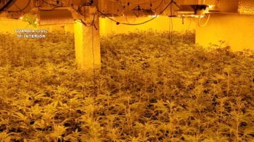 El sótano de la vivienda ocultaba más de mil plantas