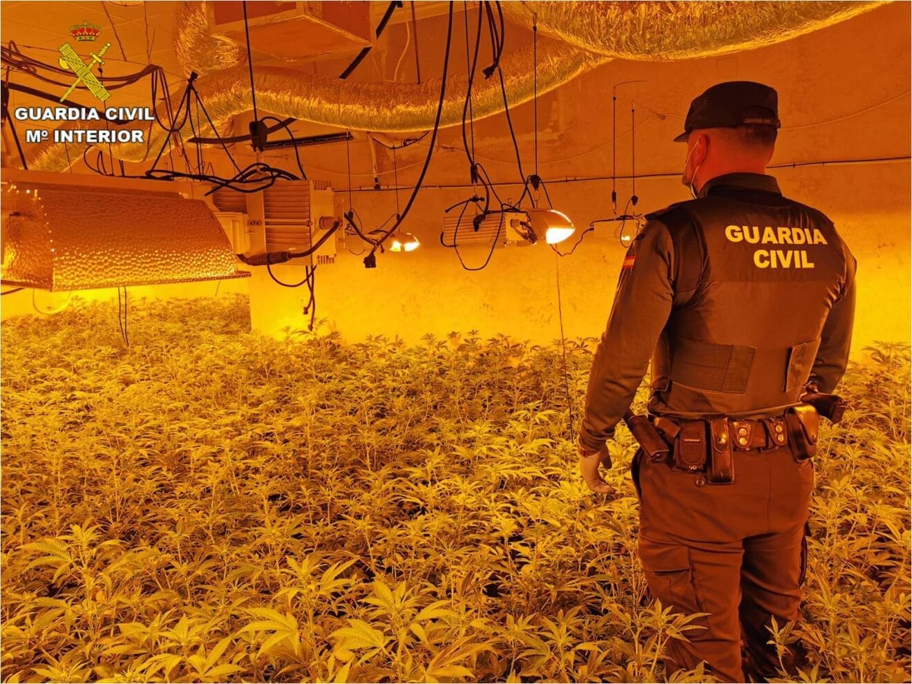 Plantación de marihuana indoor