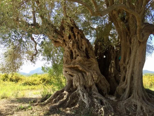 Imagen: Tronco del olivo milenario de Xàbia
