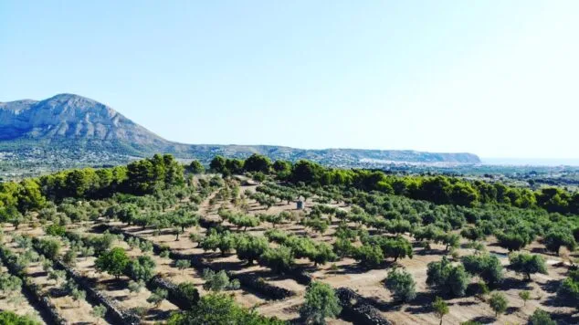 Imagen: Finca olivos