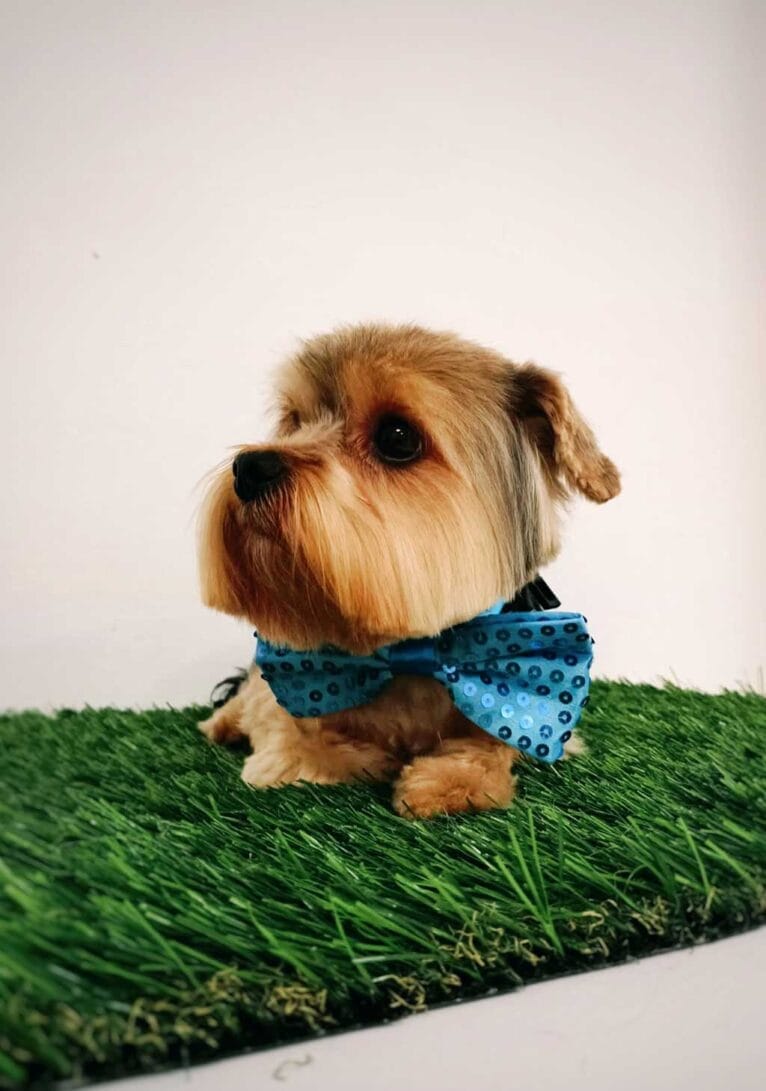 Corte de pelo para tu perro en La Tribu Canina