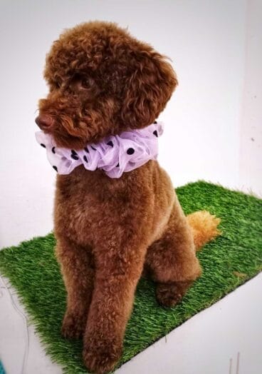 Cortes de pelo tendencia para perros