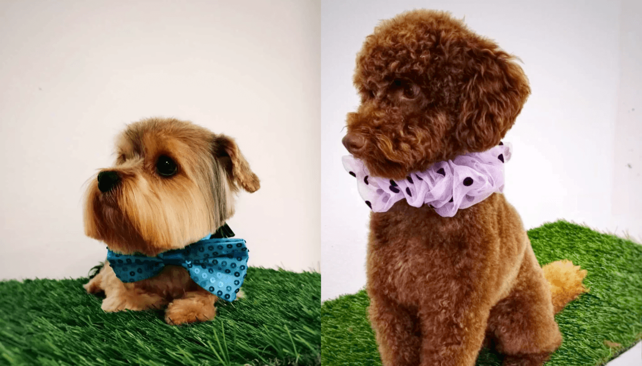 Sesión de Spa con La Tribu Canina