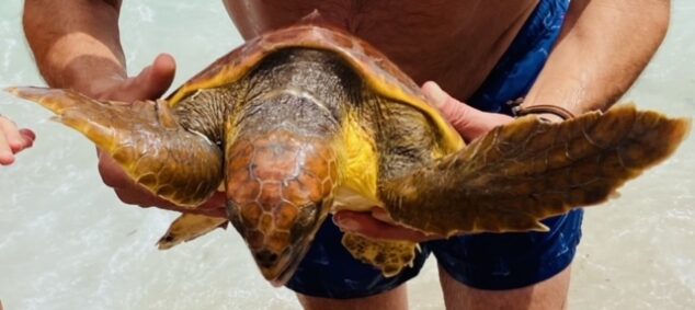 Imagen: Varios bañistas salvan a una tortuga atrapada entre redes