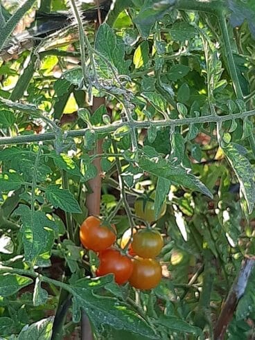 Los tomates Cherry de mejor calidad – De La Tierra Javea