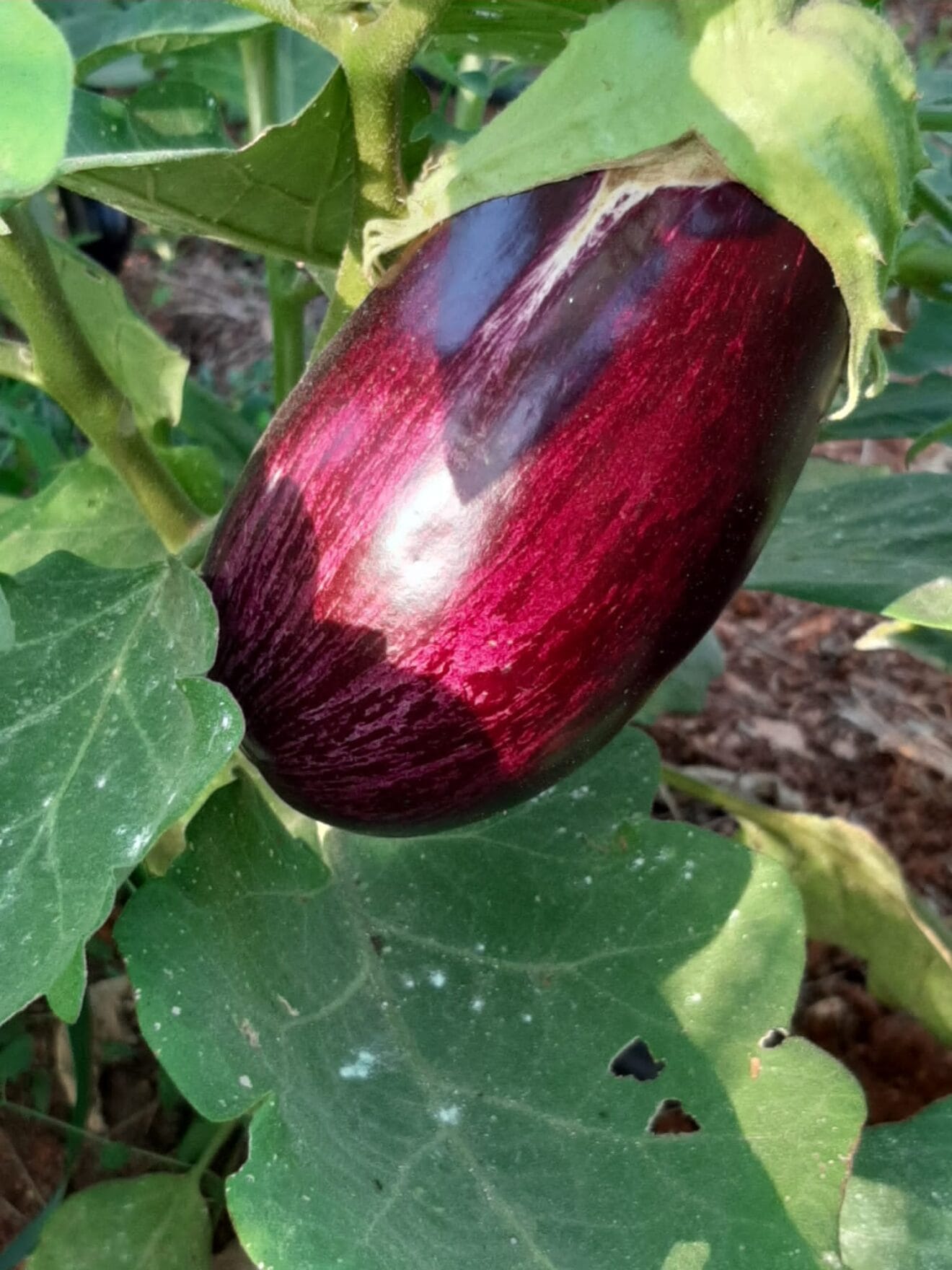 Productos naturales - De La Tierra Javea