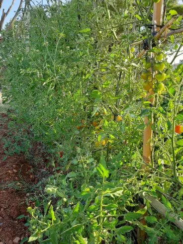 Tomates Cherry con sabor intenso – De La Tierra Javea