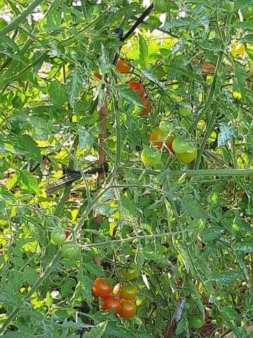 Tomates Cherry de calidad – De La Tierra Javea
