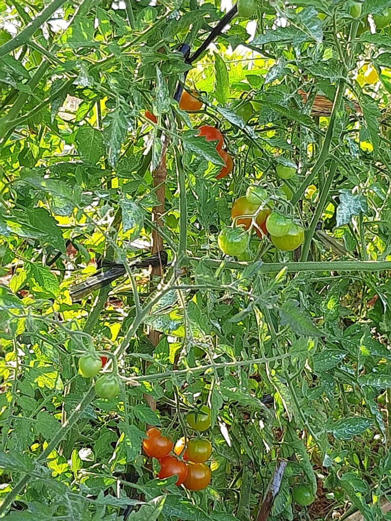Tomates Cherry de calidad - De La Tierra Javea