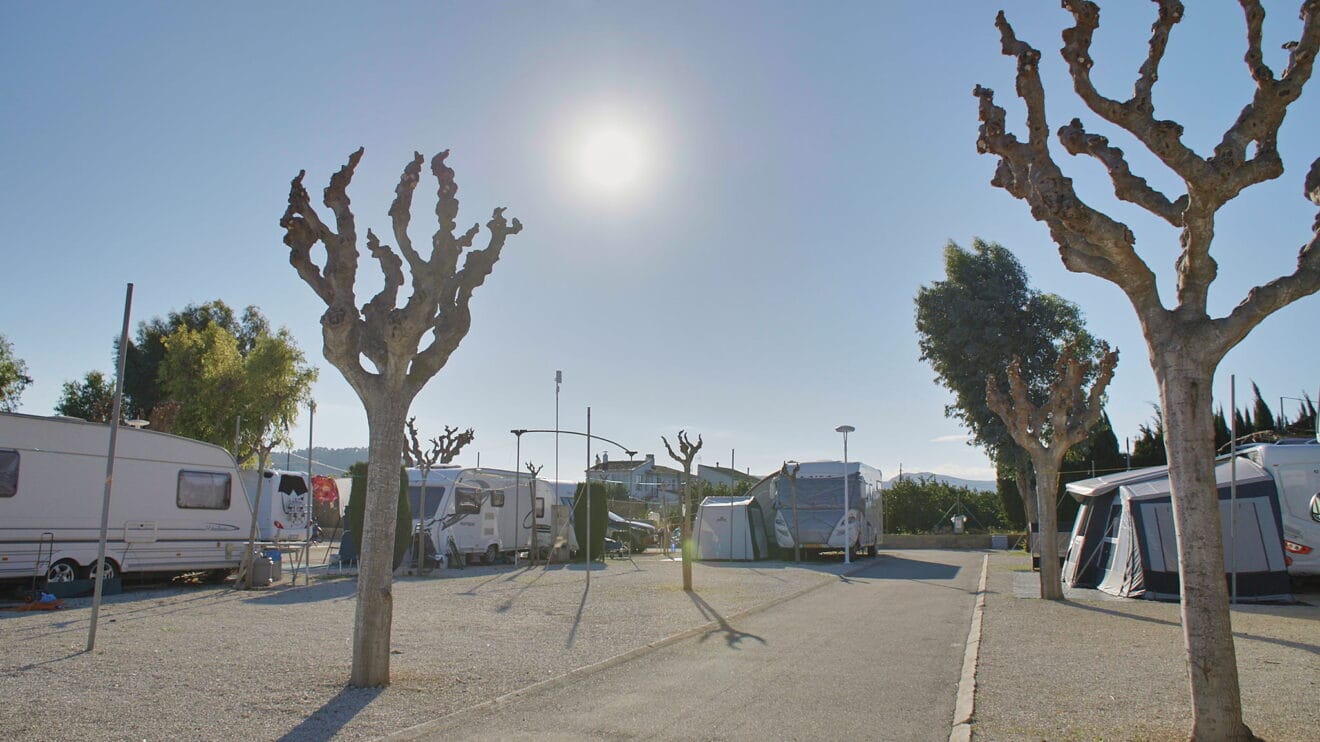 Árboles podados otoño-invierno en Camping Jávea