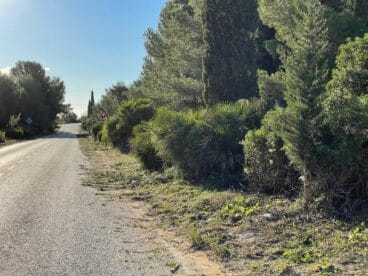 Limpieza de matorral del arcén de la carretera de Les Planes