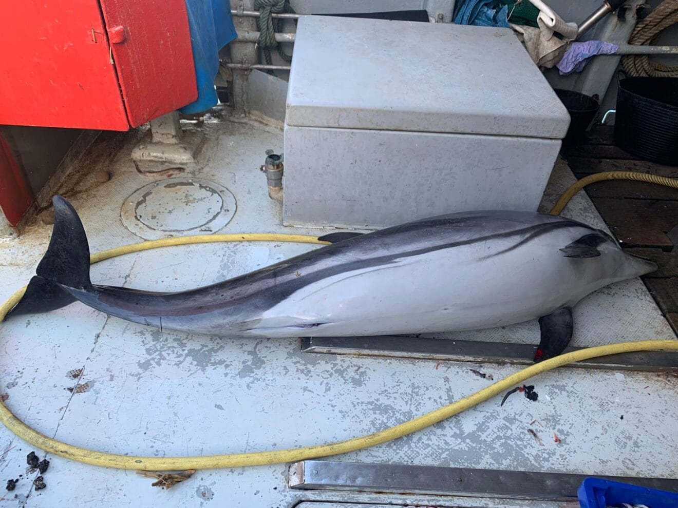 Un pesquero captura un delfín entre las redes de pesca