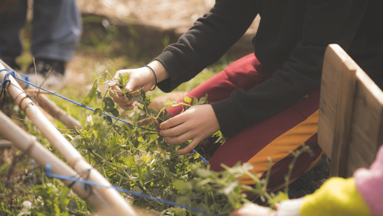 Niños cuidando y cultivando plantas en el huerto escolar de Jávea