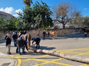 Traslado del Pi en las fiestas de Sant Antoni
