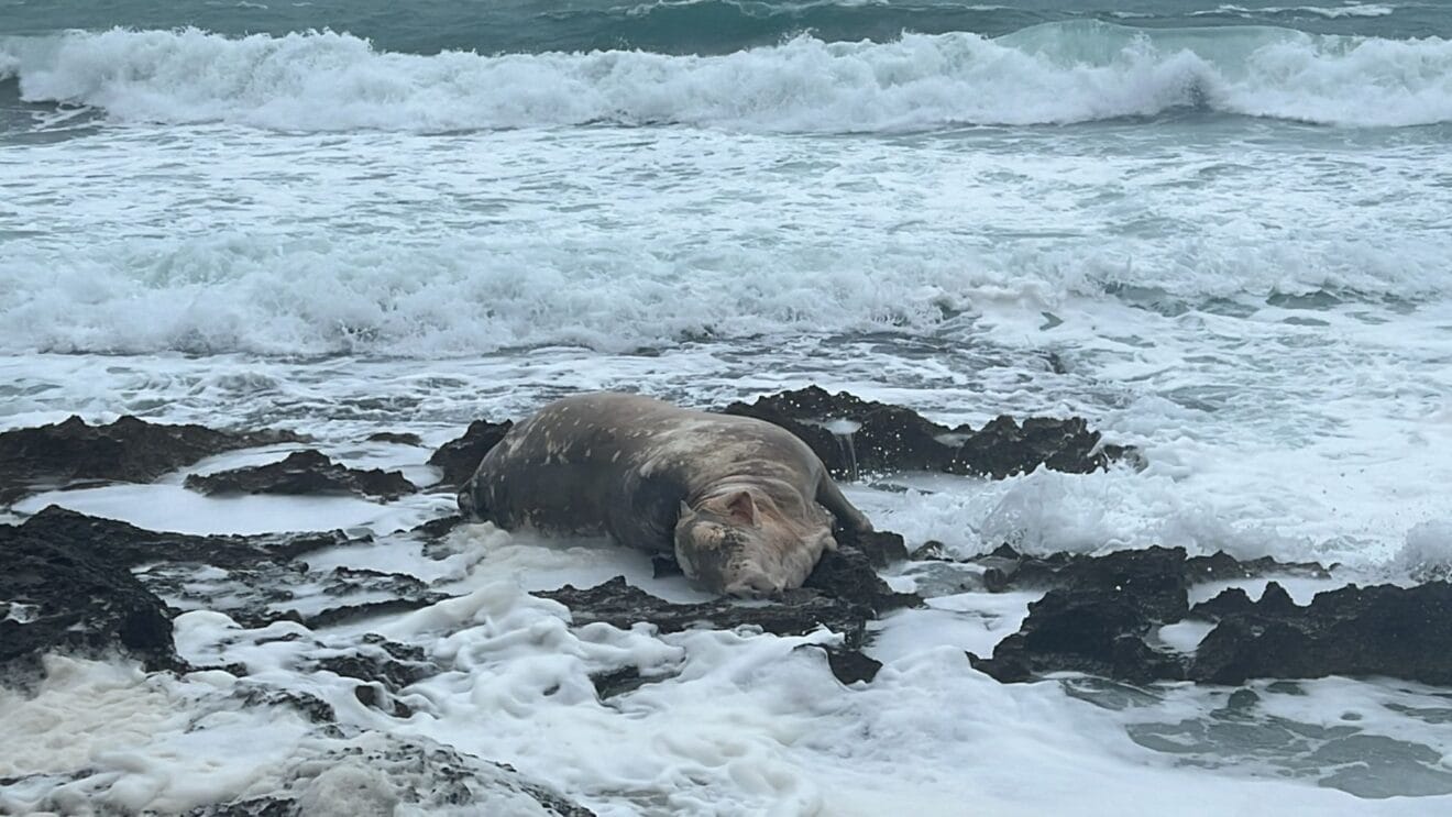 Vaca muerta en el Segundo Montañar de Xàbia