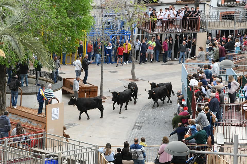Entrada de toros y vacas en Xàbia