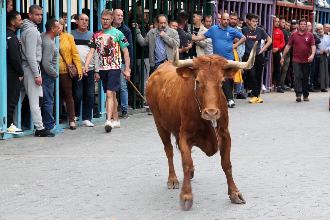 Jornada de Bous al carrer en las fiestas de Jesús Nazareno (2)